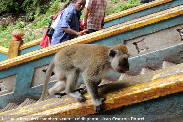 Singe dans les temples