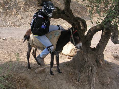 moto locale