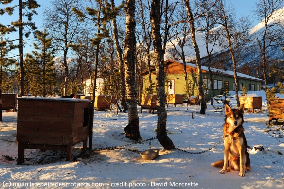 Chien de traineau, croisement entre chien de chasse et Husky