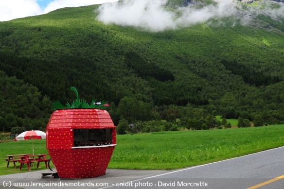 La route des fraises : des champs à perte de vue
