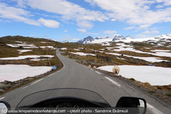 Attention ! moutons joueurs sur la route