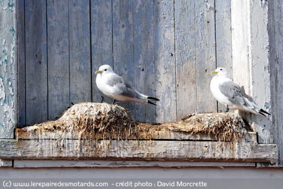 Oiseaux marins des îles Lofoten