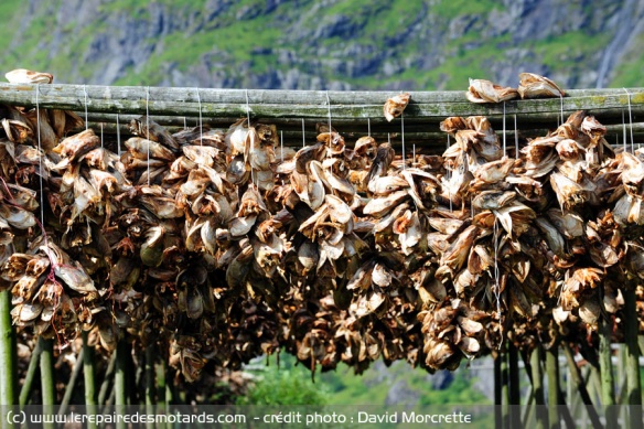 Séchage de la morue sur les îles Lofoten