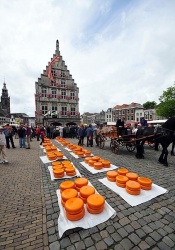 Gouda