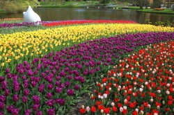 Le Keukenhof