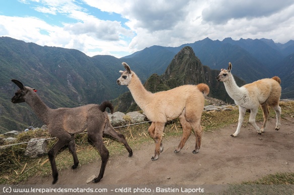 Lama ou Alpaga ?