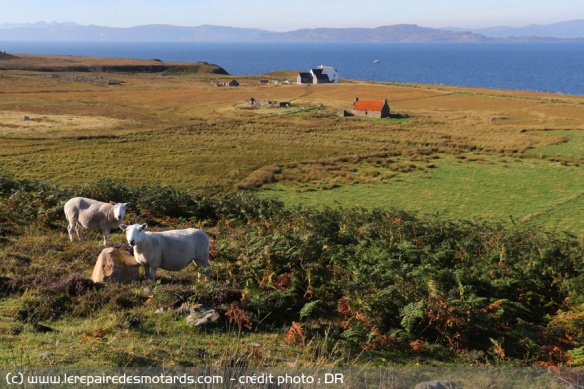 Moutons sur la route vers Plockton