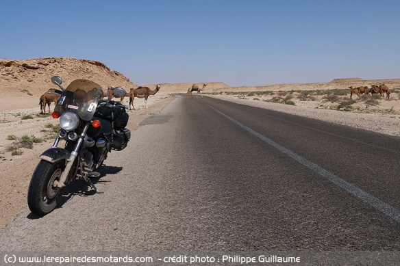 Rencontre avec les dromadaires sur la route du Sahara occidental