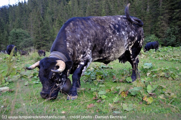 Le canton accueille les vaches de la race Herens