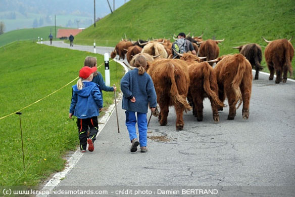 A cette époque de l'année, les troupeaux de vaches redescendent vers la vallée