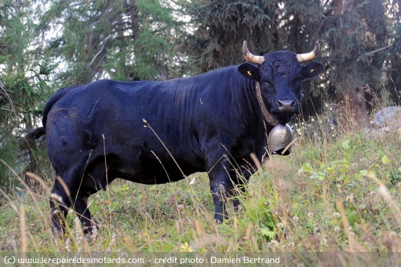 Les vaches Hérens sont surnommées reines de montagnes