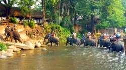 Balades sur les éléphants en Thaïlande