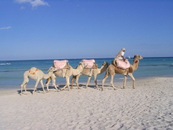 Tunisie : les tarifs