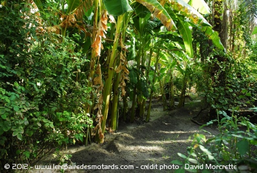Oasis, palmiers et dattiers