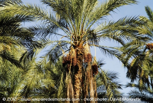 Oasis palmiers dattiers